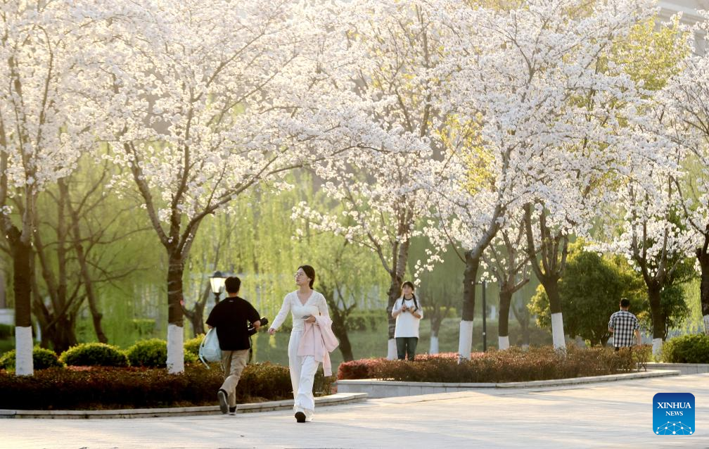 Flowers in full bloom across China
