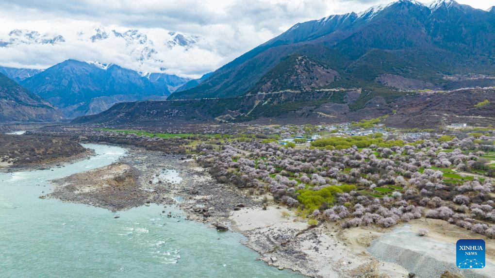 Tourism flourishes in Xizang's Nyingchi amid peach blossoms