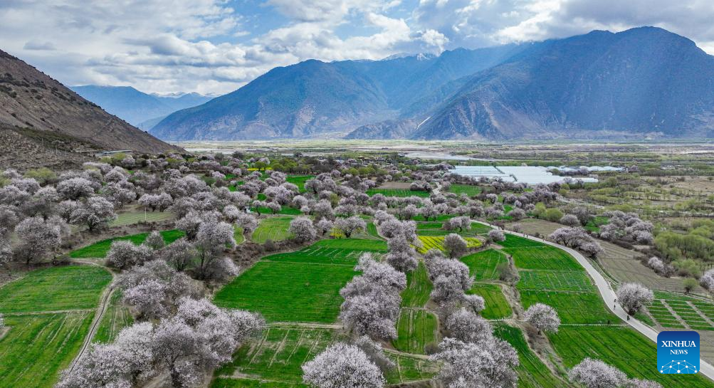 Tourism flourishes in Xizang's Nyingchi amid peach blossoms