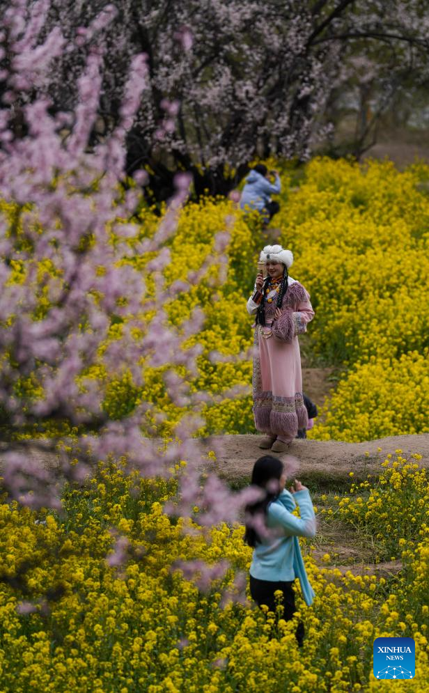 Tourism flourishes in Xizang's Nyingchi amid peach blossoms