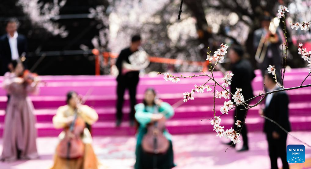 Tourism flourishes in Xizang's Nyingchi amid peach blossoms