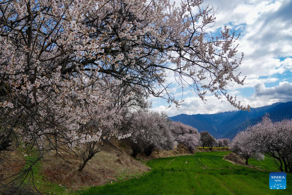Tourism flourishes in Xizang's Nyingchi amid peach blossoms