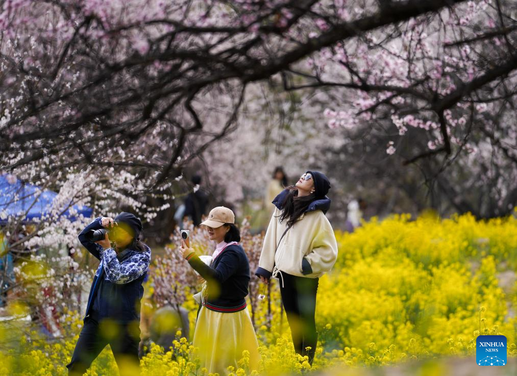 Tourism flourishes in Xizang's Nyingchi amid peach blossoms