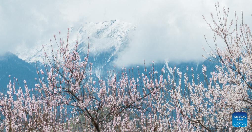 Tourism flourishes in Xizang's Nyingchi amid peach blossoms