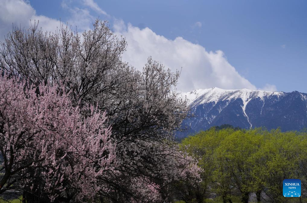 Tourism flourishes in Xizang's Nyingchi amid peach blossoms