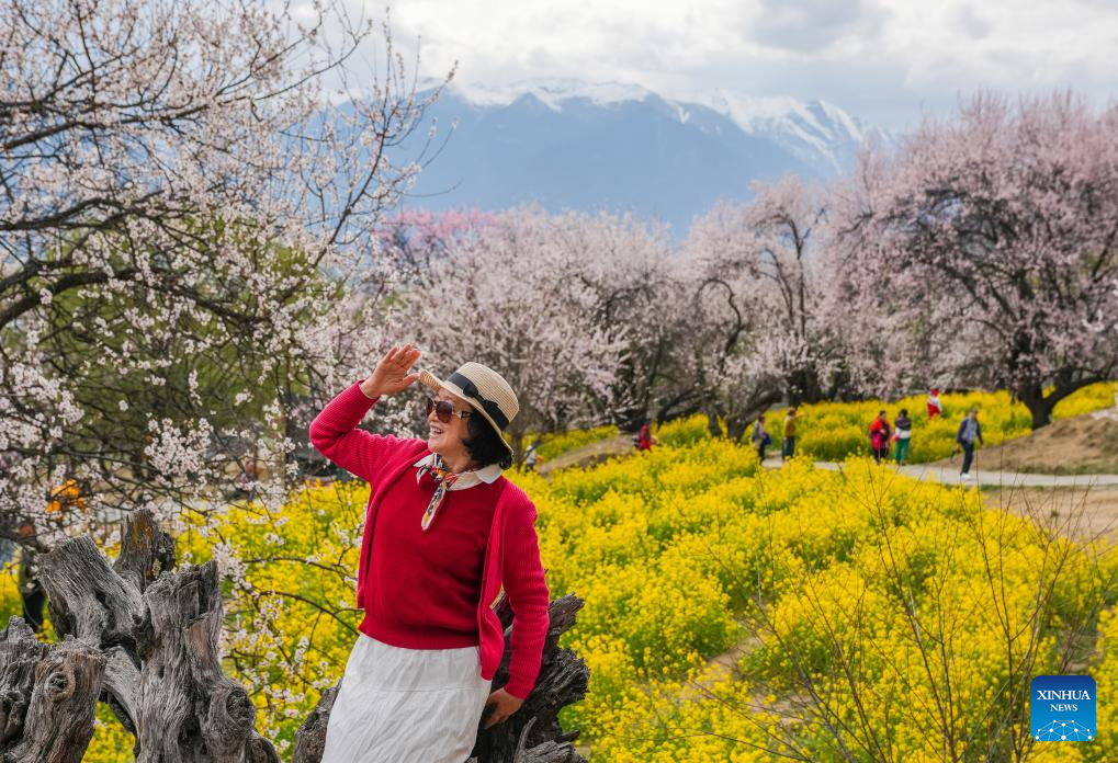 Tourism flourishes in Xizang's Nyingchi amid peach blossoms