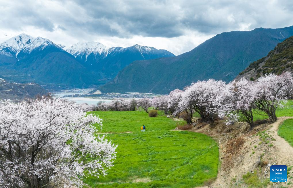 Tourism flourishes in Xizang's Nyingchi amid peach blossoms