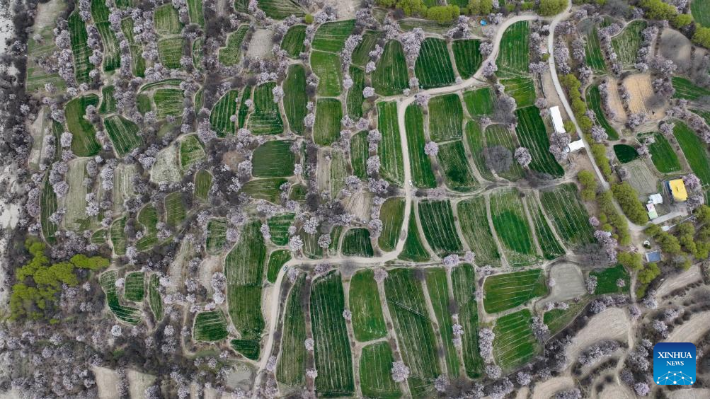 Tourism flourishes in Xizang's Nyingchi amid peach blossoms