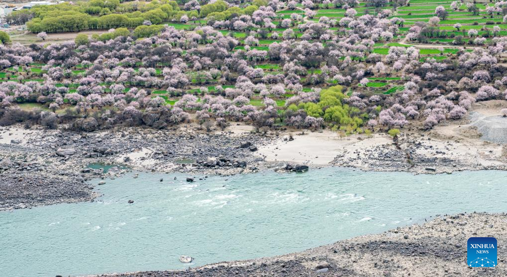 Tourism flourishes in Xizang's Nyingchi amid peach blossoms