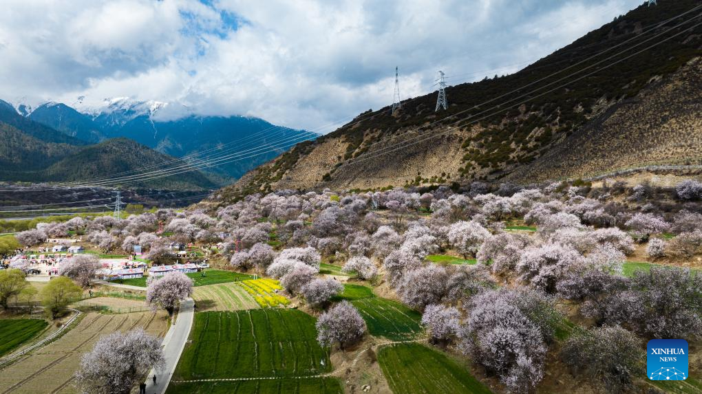 Tourism flourishes in Xizang's Nyingchi amid peach blossoms