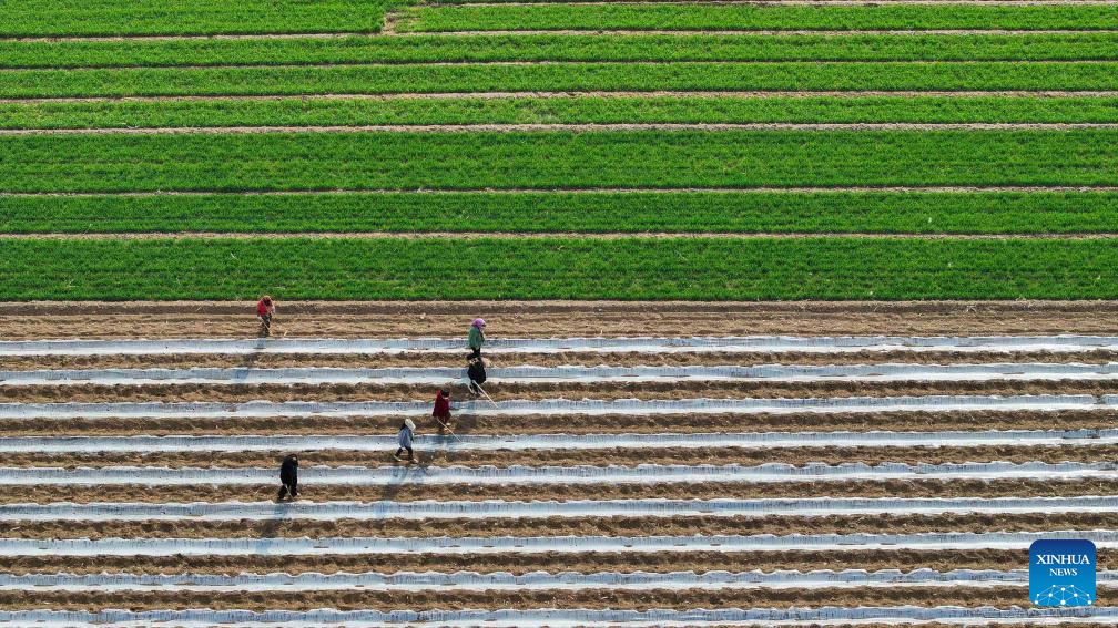 Spring farming in full swing across China