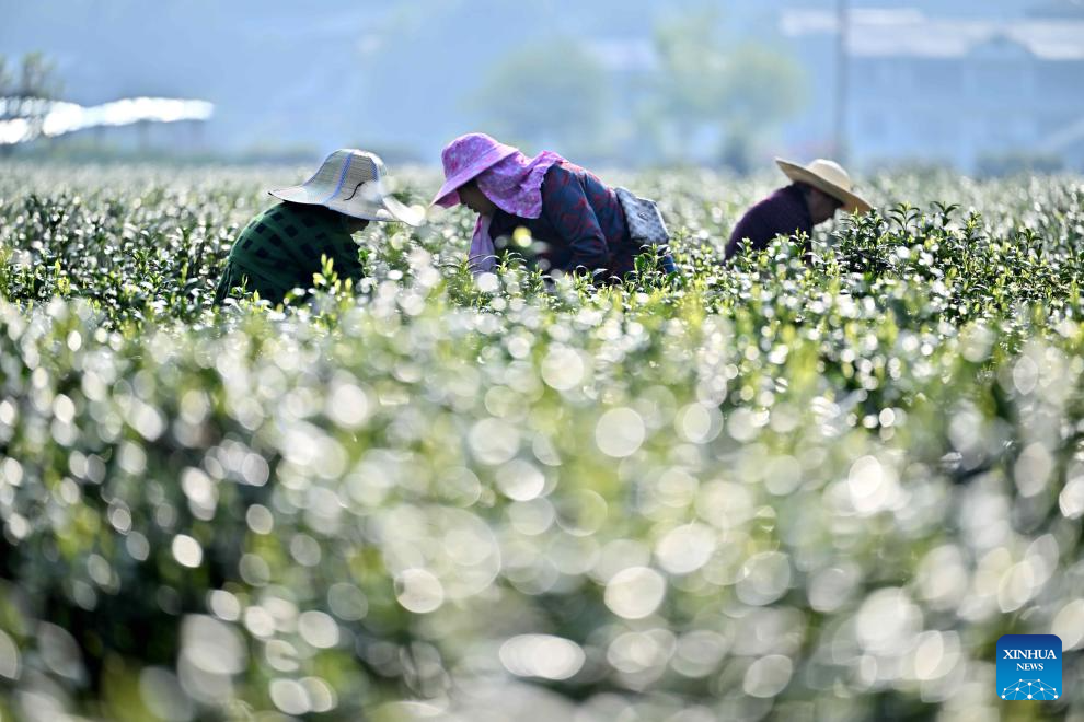 Spring farming in full swing across China