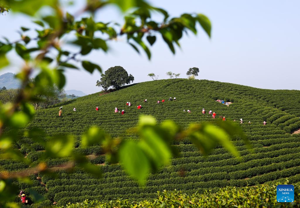 Spring farming in full swing across China