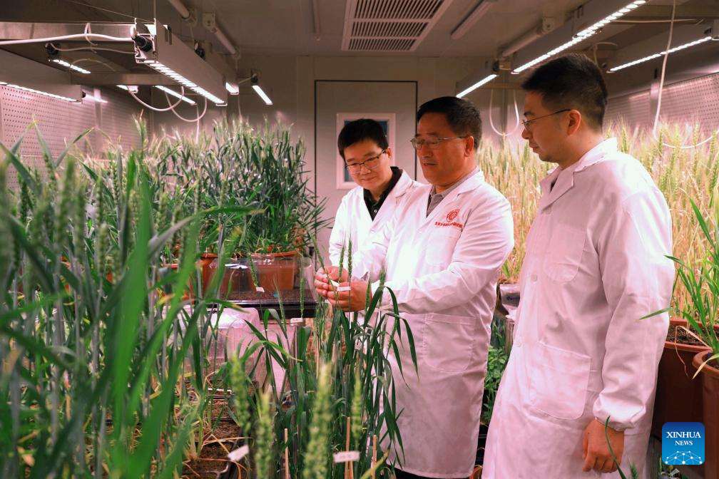 Scientists complete world's first telomere-to-telomere wheat genome assembly
