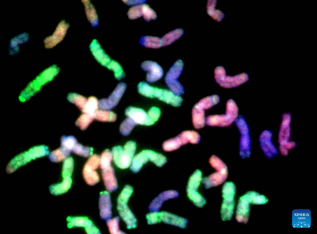 Scientists complete world's first telomere-to-telomere wheat genome assembly