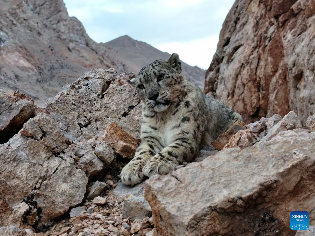 Snow leopard seen in Gerze County of Ngari Prefecture, China's Xizang