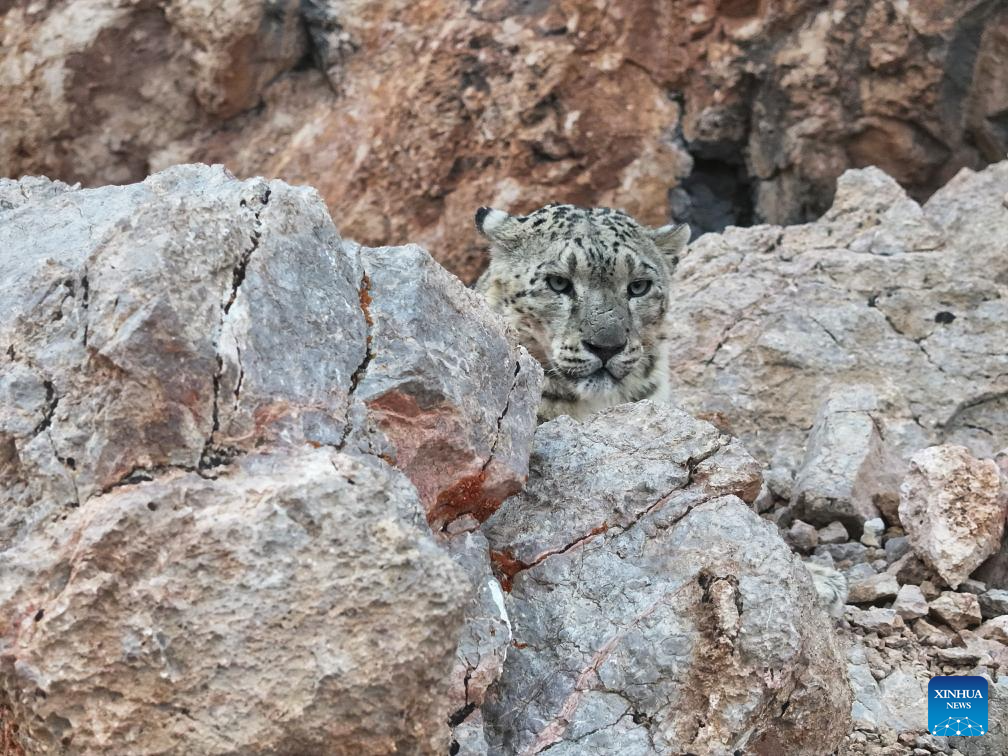 Snow leopard seen in Gerze County of Ngari Prefecture, China's Xizang