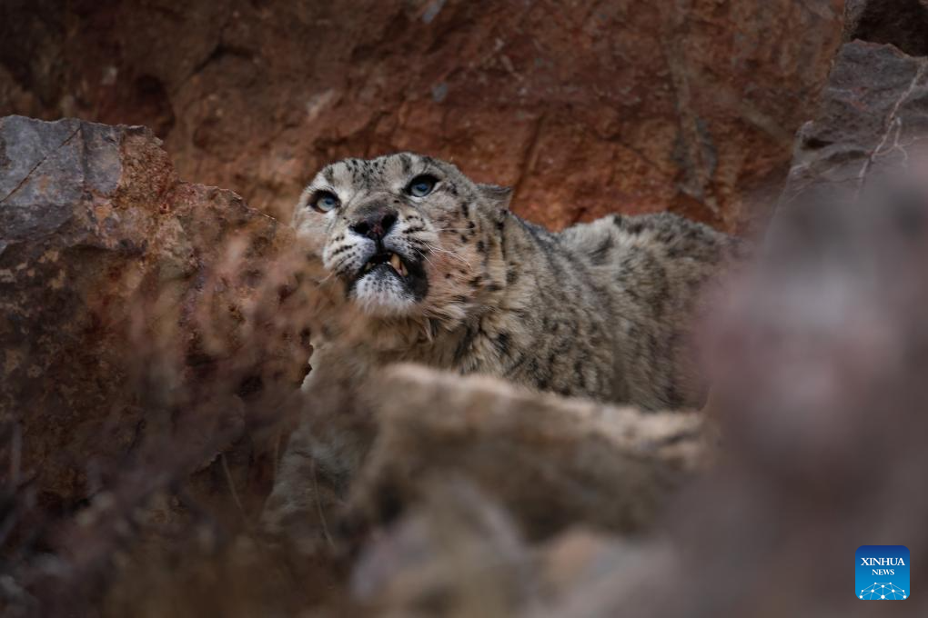 Snow leopard seen in Gerze County of Ngari Prefecture, China's Xizang