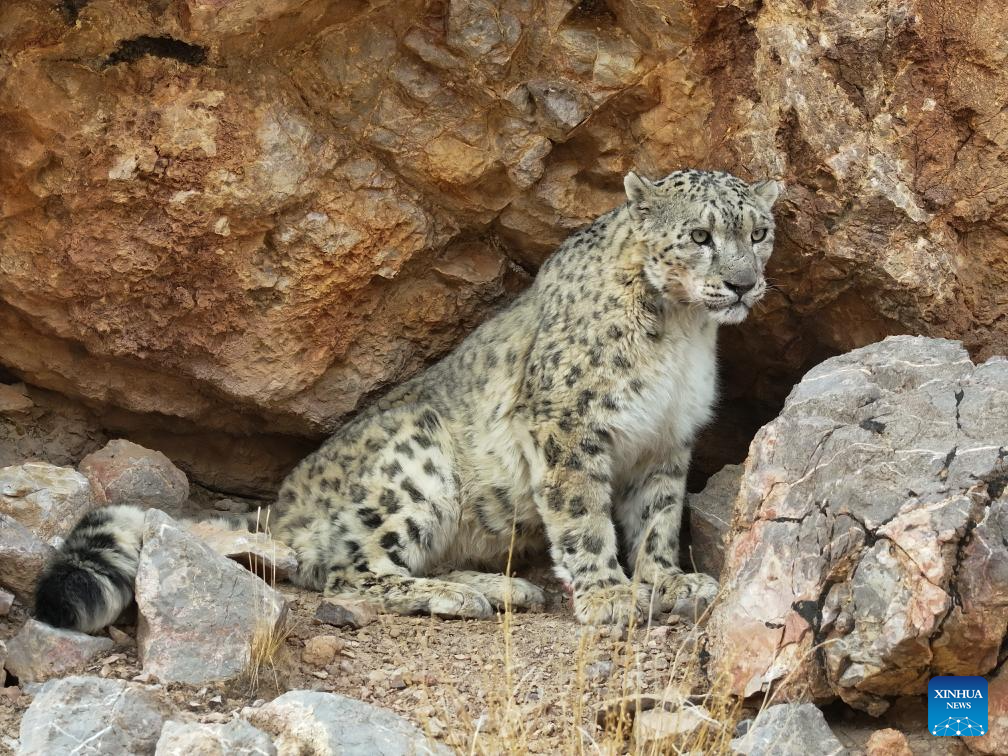 Snow leopard seen in Gerze County of Ngari Prefecture, China's Xizang