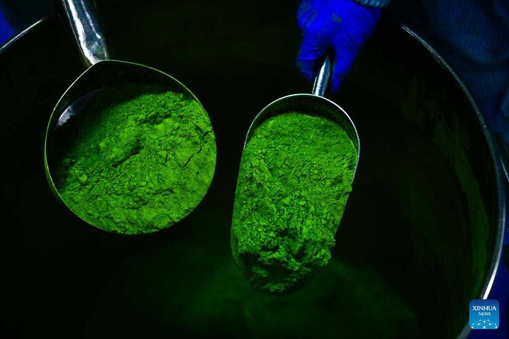 A glimpse of matcha industry in Jiangkou County, China's Guizhou