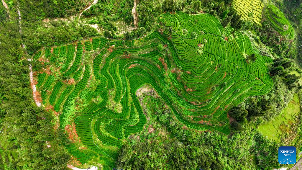 A glimpse of matcha industry in Jiangkou County, China's Guizhou