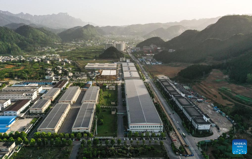 A glimpse of matcha industry in Jiangkou County, China's Guizhou
