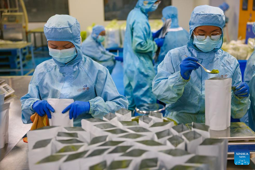A glimpse of matcha industry in Jiangkou County, China's Guizhou