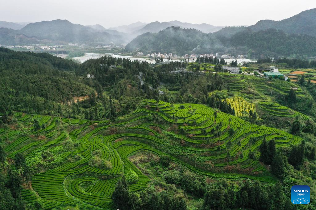 A glimpse of matcha industry in Jiangkou County, China's Guizhou