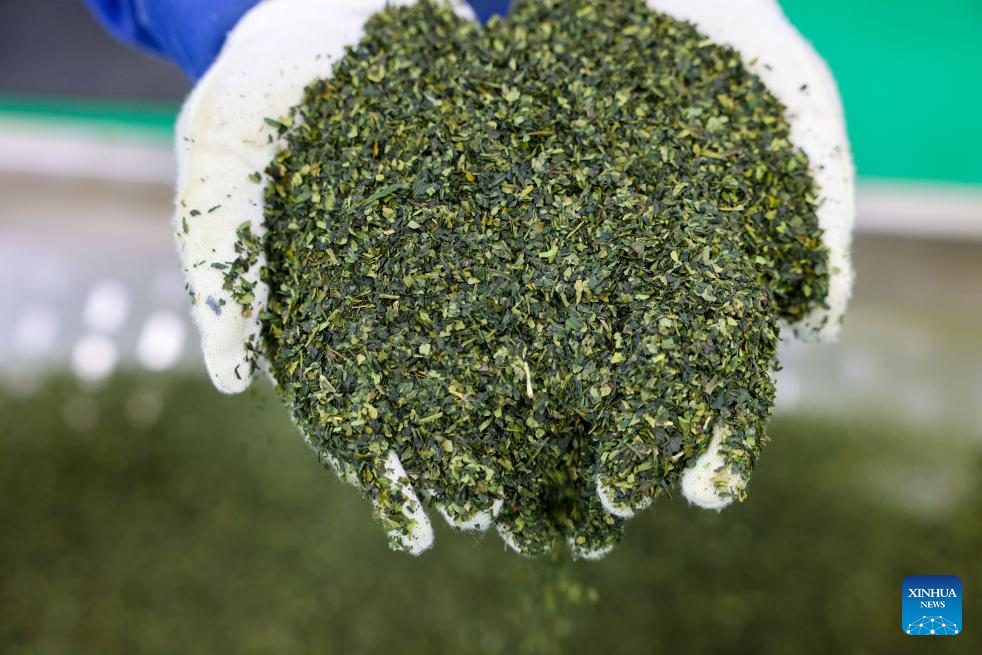 A glimpse of matcha industry in Jiangkou County, China's Guizhou