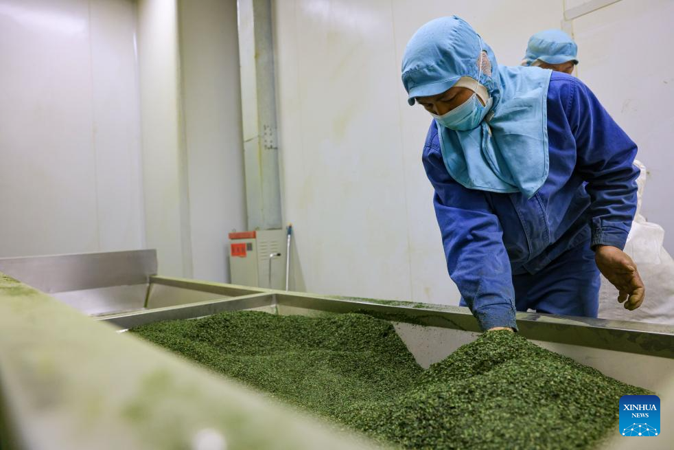 A glimpse of matcha industry in Jiangkou County, China's Guizhou