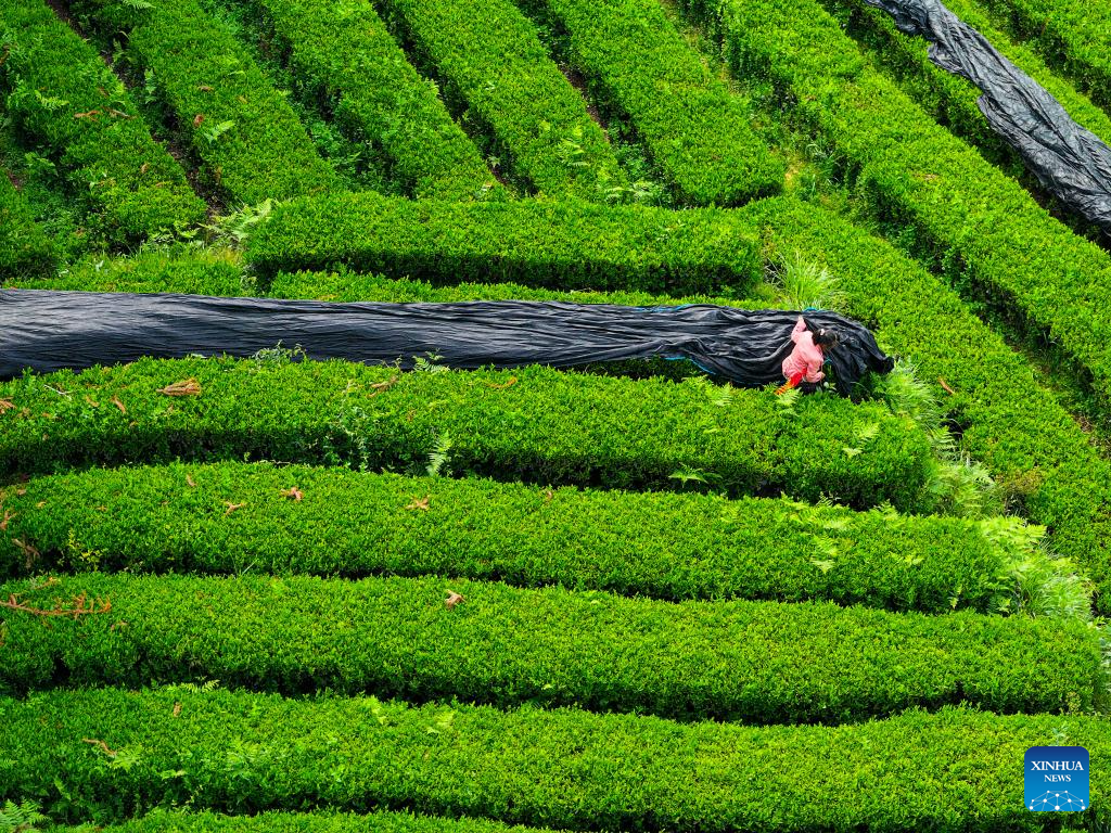 A glimpse of matcha industry in Jiangkou County, China's Guizhou