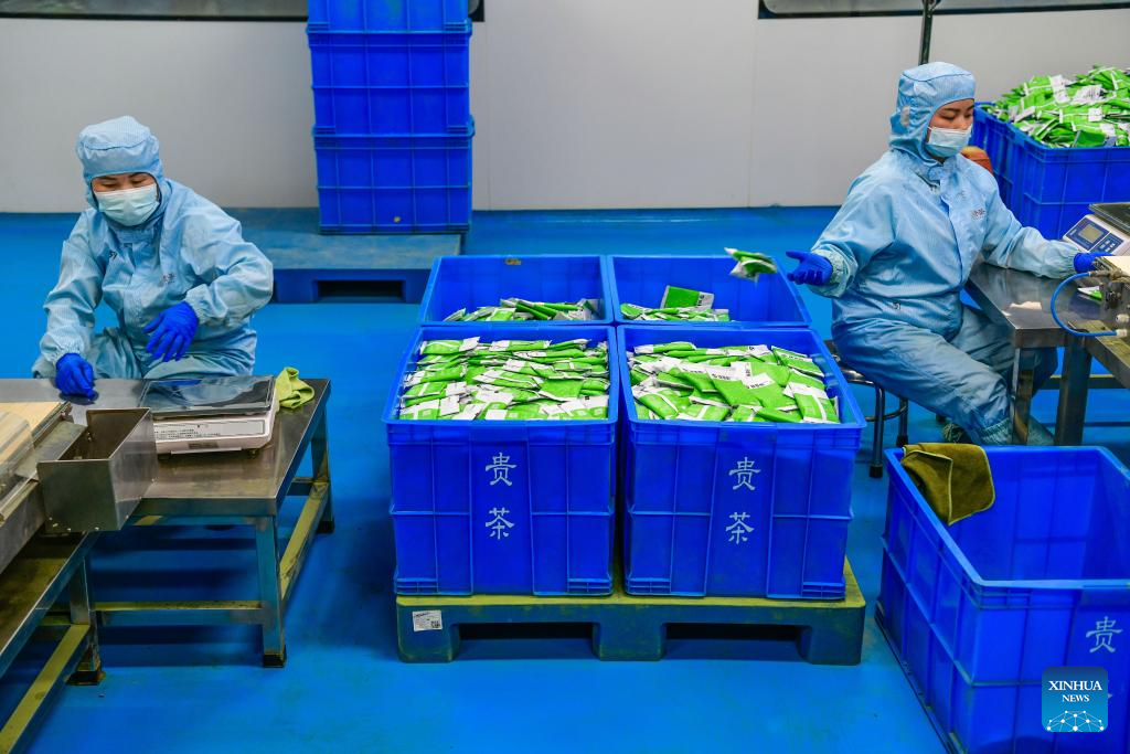 A glimpse of matcha industry in Jiangkou County, China's Guizhou