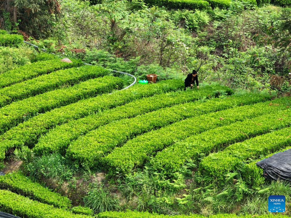 A glimpse of matcha industry in Jiangkou County, China's Guizhou