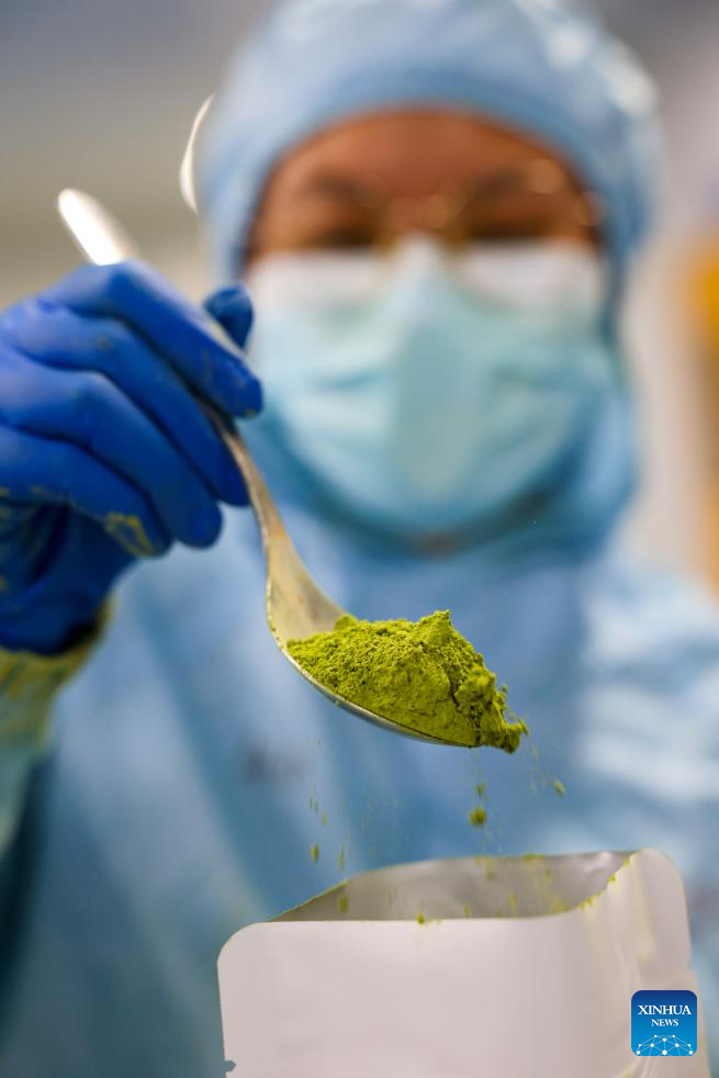 A glimpse of matcha industry in Jiangkou County, China's Guizhou