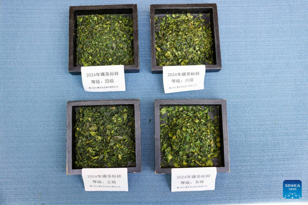 A glimpse of matcha industry in Jiangkou County, China's Guizhou