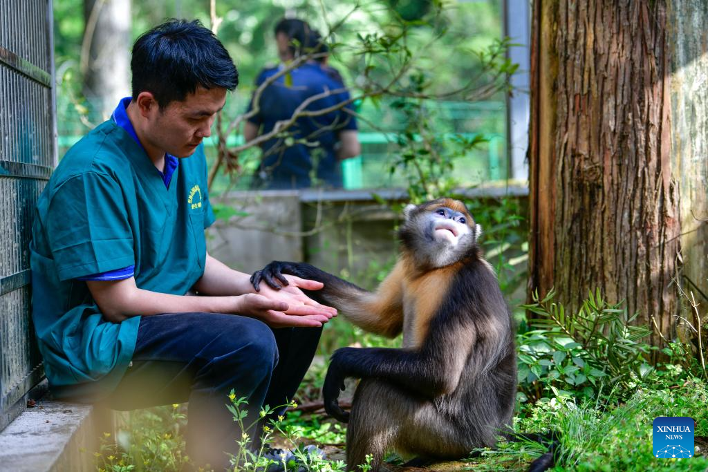 In pics: Guizhou snub-nosed monkeys in Mount Fanjing National Nature Reserve