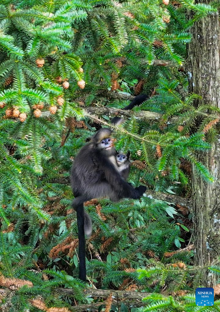 In pics: Guizhou snub-nosed monkeys in Mount Fanjing National Nature Reserve