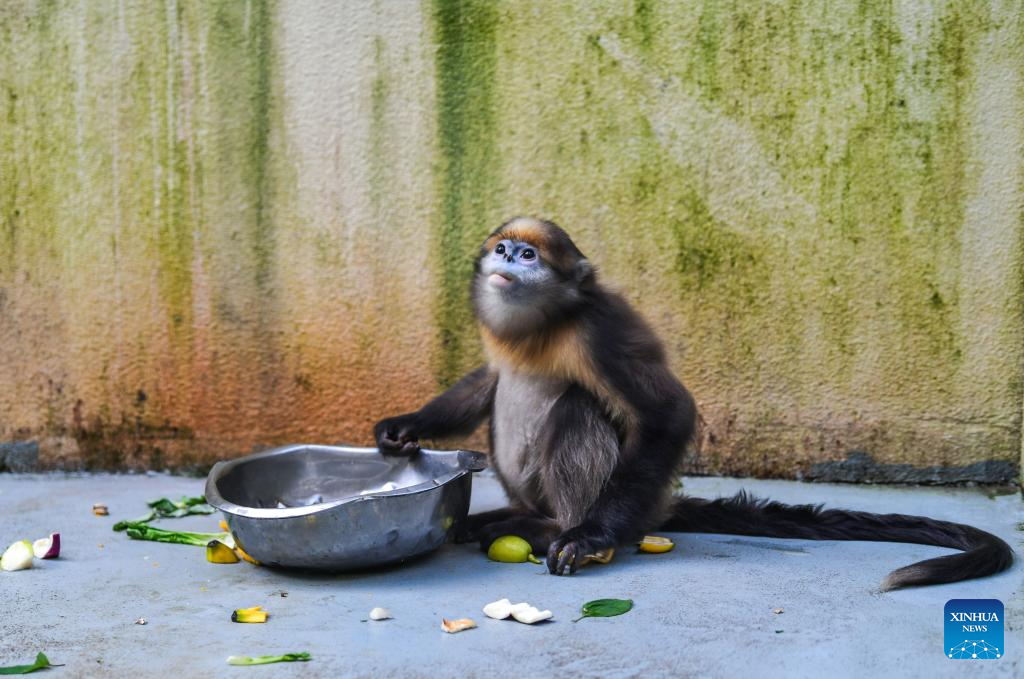 In pics: Guizhou snub-nosed monkeys in Mount Fanjing National Nature Reserve