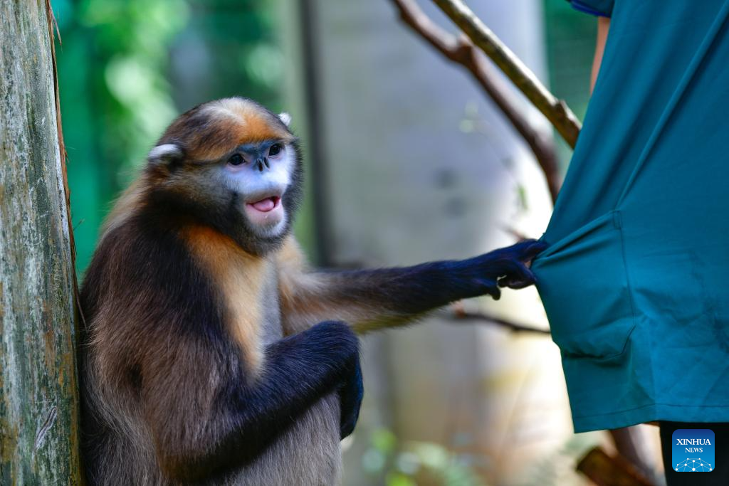 In pics: Guizhou snub-nosed monkeys in Mount Fanjing National Nature Reserve