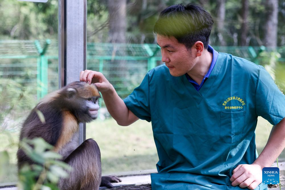 In pics: Guizhou snub-nosed monkeys in Mount Fanjing National Nature Reserve