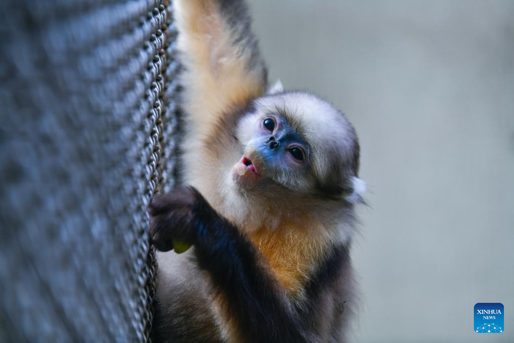 In pics: Guizhou snub-nosed monkeys in Mount Fanjing National Nature Reserve