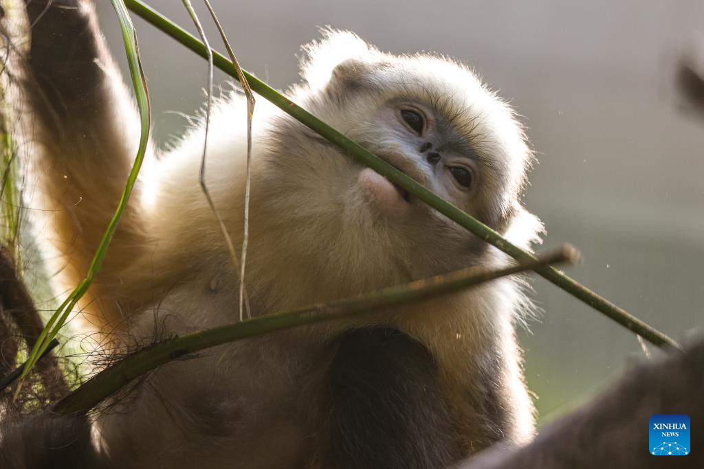 In pics: Guizhou snub-nosed monkeys in Mount Fanjing National Nature Reserve