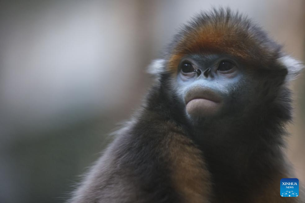 In pics: Guizhou snub-nosed monkeys in Mount Fanjing National Nature Reserve
