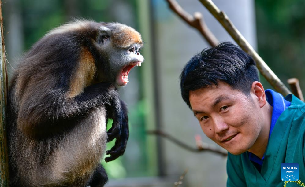 In pics: Guizhou snub-nosed monkeys in Mount Fanjing National Nature Reserve