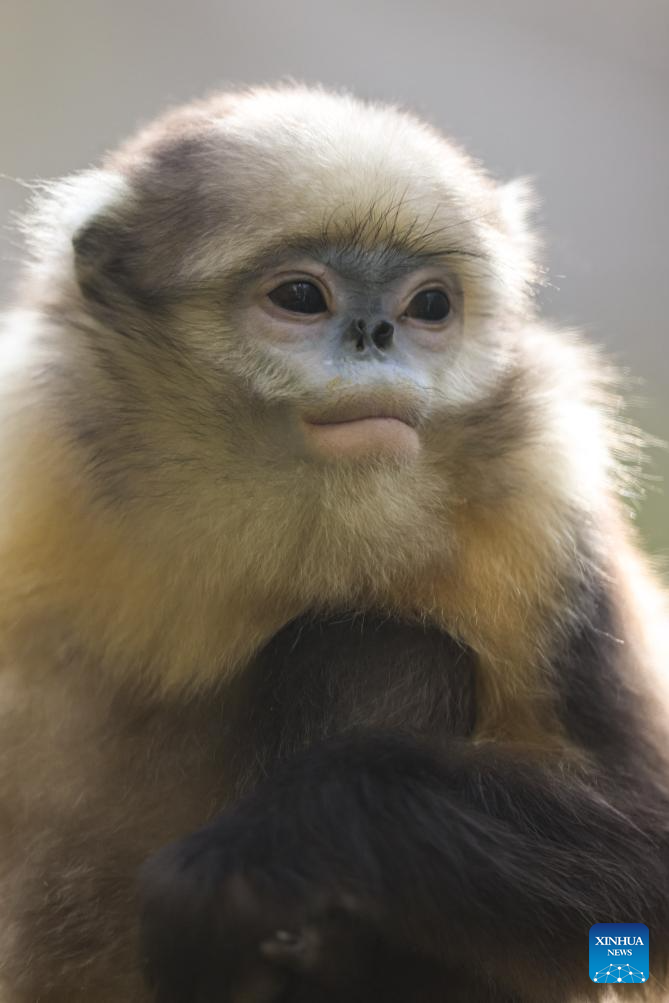 In pics: Guizhou snub-nosed monkeys in Mount Fanjing National Nature Reserve
