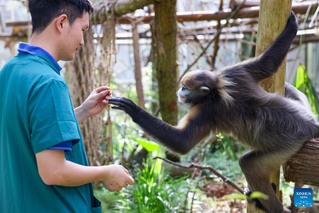 In pics: Guizhou snub-nosed monkeys in Mount Fanjing National Nature Reserve