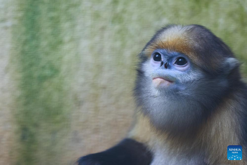 In pics: Guizhou snub-nosed monkeys in Mount Fanjing National Nature Reserve