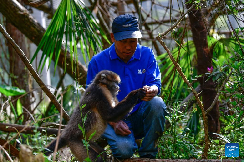 In pics: Guizhou snub-nosed monkeys in Mount Fanjing National Nature Reserve