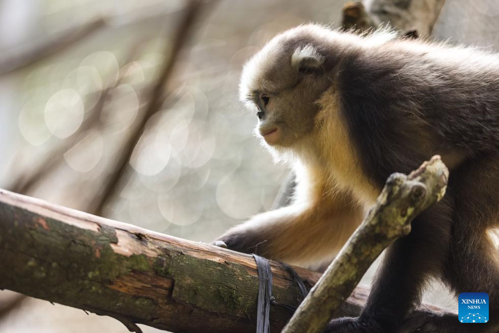 In pics: Guizhou snub-nosed monkeys in Mount Fanjing National Nature Reserve