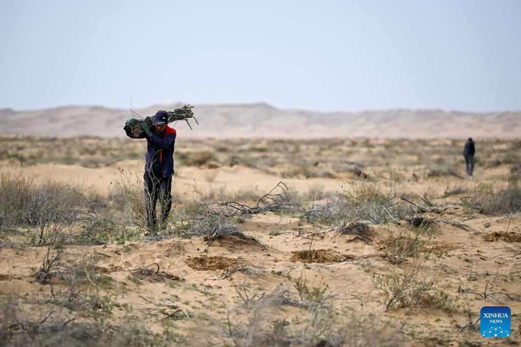 China's Hangjin Banner vows to continue desert greening efforts